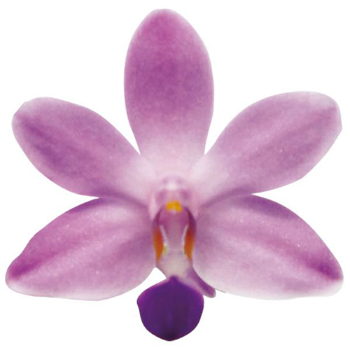 Kenneth Schubert 'Taida Violet' A06255 - Phalaenopsis / 2