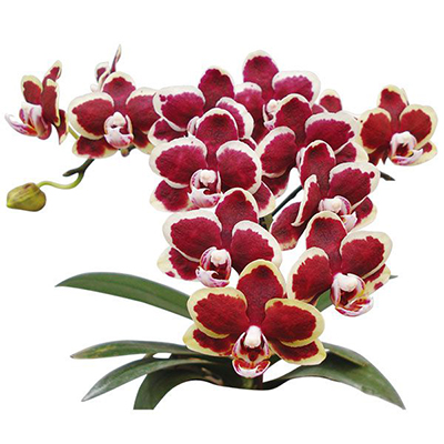 Lioulin Sparrow 'Taida Violet Butterfly' A07403 - Phalaenopsis