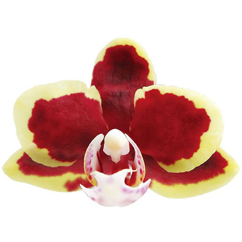 Lioulin Sparrow 'Taida Violet Butterfly' A07403 - Phalaenopsis / 2