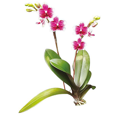 Taisuco Micky 'Taisuco' A07712 - Phalaenopsis