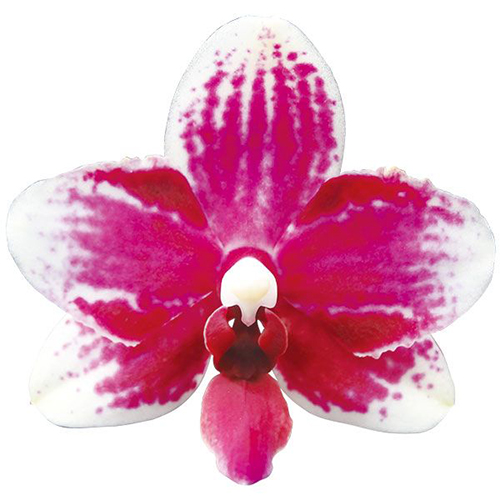 Taisuco Micky 'Taisuco' A07712 - Phalaenopsis / 2
