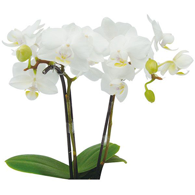 Timothy Christopher A08075  - Phalaenopsis