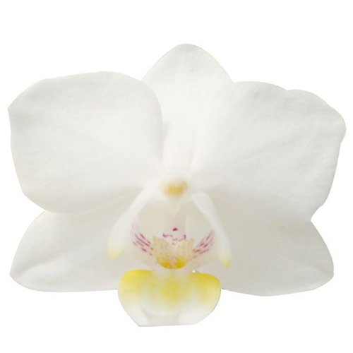 Timothy Christopher A08075  - Phalaenopsis / 2