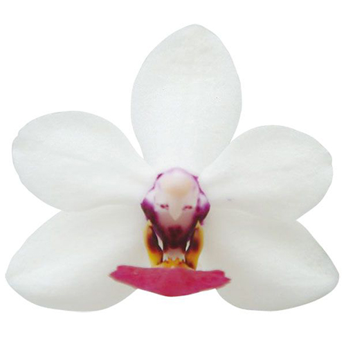 Taida Peoker 'Taida Ailisi' A08202 - Phalaenopsis / 2