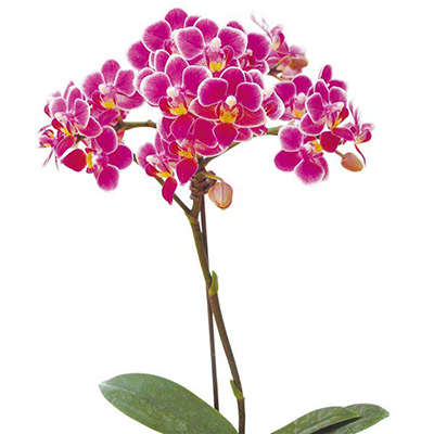 Sogo Ibis A08606 - Phalaenopsis