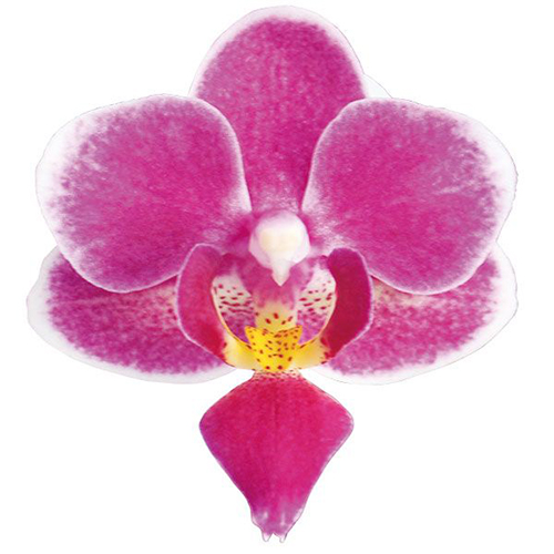 Sogo Ibis A08606 - Phalaenopsis / 2