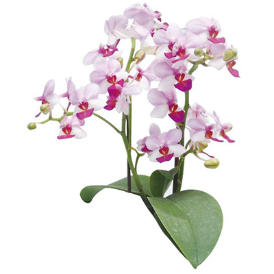 Liu's Berry A08640 - Phalaenopsis