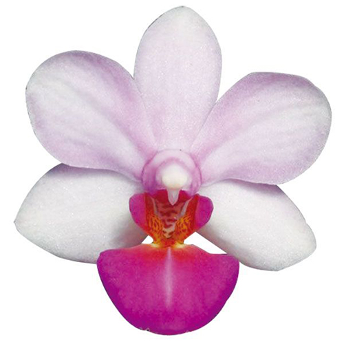 Liu's Berry A08640 - Phalaenopsis / 2