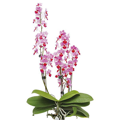 Liu's Cute Angel A09996  - Phalaenopsis