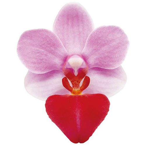 Liu's Cute Angel A09996  - Phalaenopsis / 2