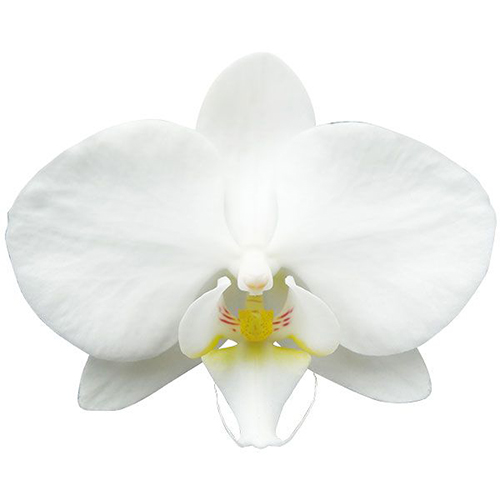 Fong tin's Amapearl A10040 - Phalaenopsis / 2