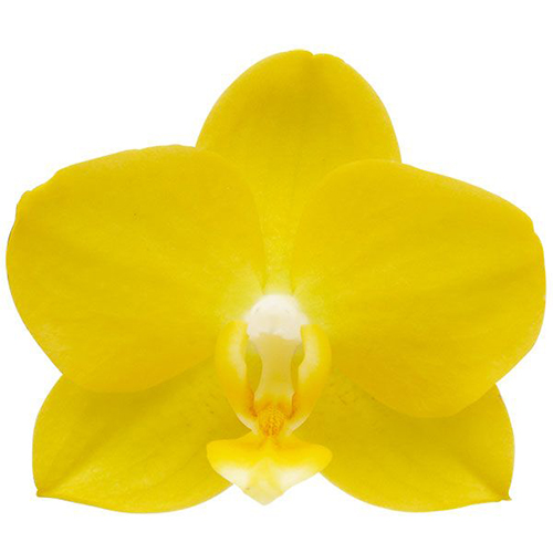 Hwu-Ann Golden 'Taida Honey' A10318 - Phalaenopsis / 2