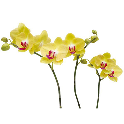 Taida Apollo A10045 - Phalaenopsis