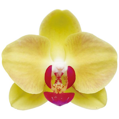Taida Apollo A10045 - Phalaenopsis / 2