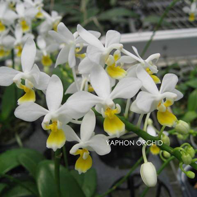 P.equestris-var.alba-'yellow-lip'