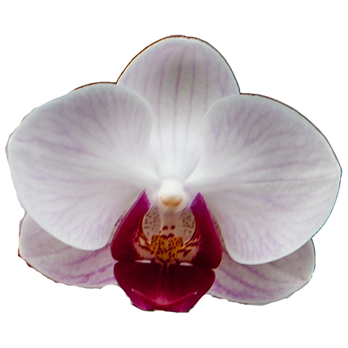Orchid No1 / 2