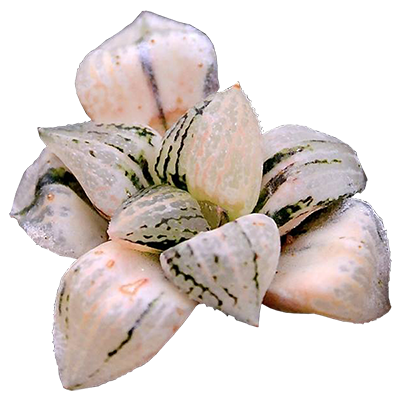 Haworthia Picta Variegated