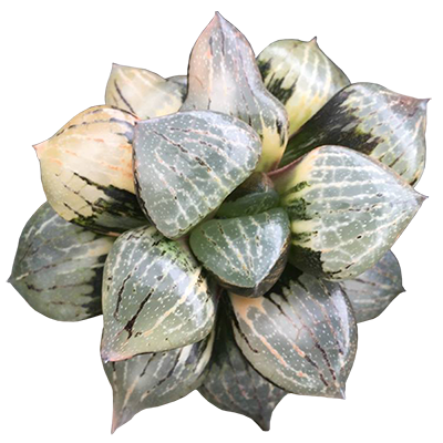 Haworthia Comptoniana 'Nagaoka'  Variegated