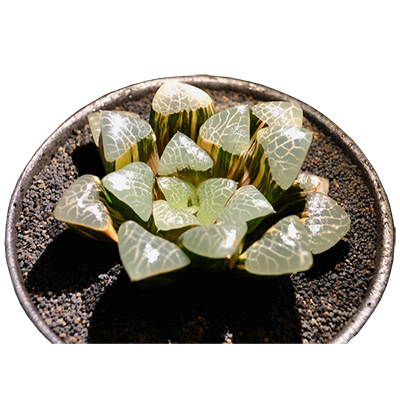 PHCX-DA19-1 Haworthia Correcta Variegated