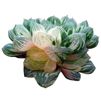 Haworthia Obtusa Variegated