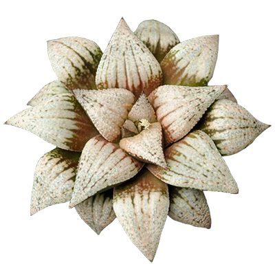 Haworthia Picta 'Snow White'