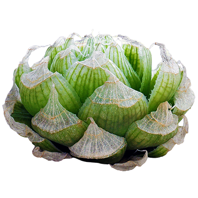 Haworthia Lockwoodii