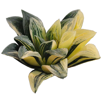 Haworthia 'Tiger' Variegated