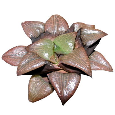 PHC-D1 Haworthia Correcta 'Ziyuntenn'