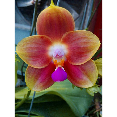 Phal.Joy Spring Canary'orange'