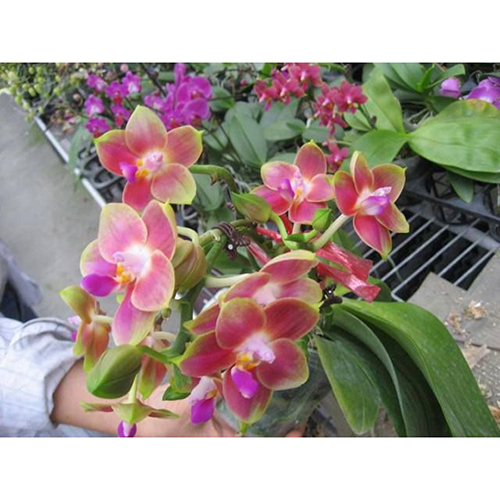 Phal.Joy Spring Canary'orange' / 2