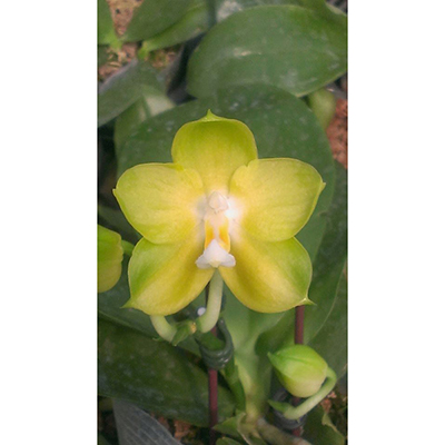 Phal.Joy Spring Canary'Japan peach'