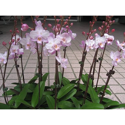 Phal.Liu's Sakura'kf'