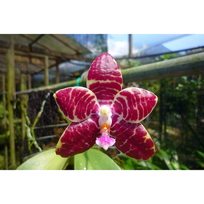 Phal.Red Jaguar