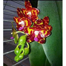 Phal.Joungs Gigan Cherry 'Prince' / 2