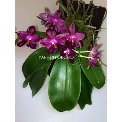 Phal.Zheng Min Jacaranda'yungho'