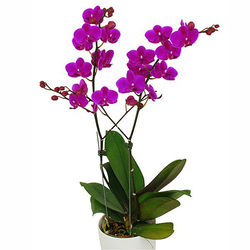 Phalaenopsis Pot Plant SRM0017 / 2