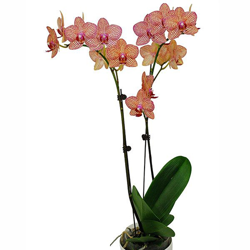 Phalaenopsis Pot Plant SRM0079 / 2