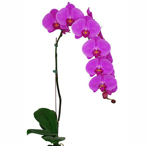 Phalaenopsis Pot Plant SRM0616 / 2