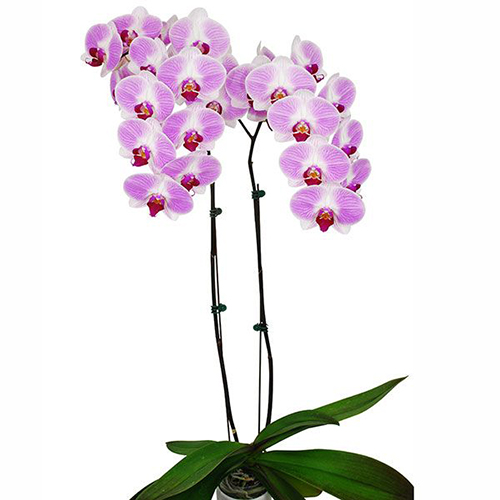 Phalaenopsis Pot Plant SRM0624 / 2