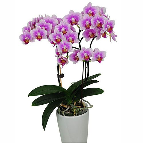 Phalaenopsis Pot Plant SRM0677 / 2