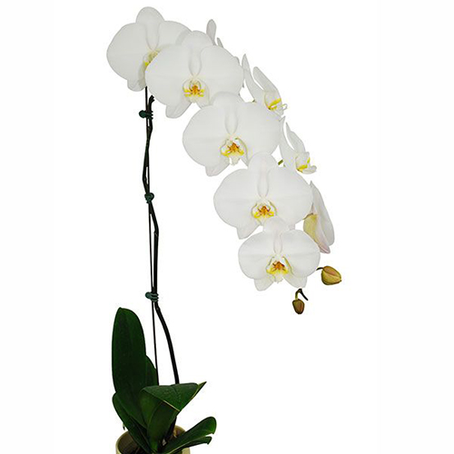 Phalaenopsis Pot Plant SRM0700 / 2