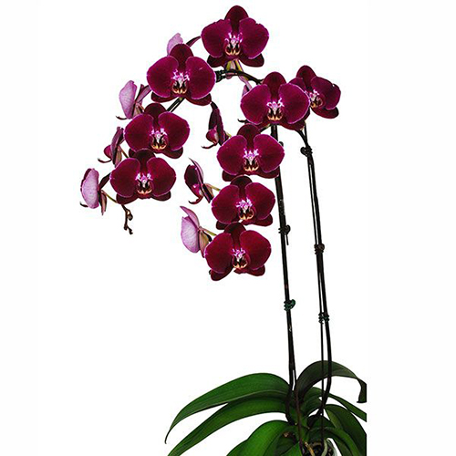 Phalaenopsis Pot Plant SRM0799 / 2