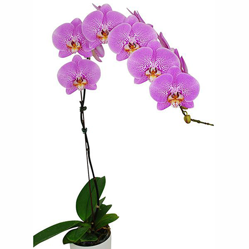 Phalaenopsis Pot Plant SRM0782 / 2