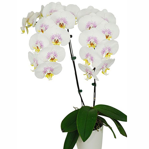 Phalaenopsis Pot Plant SRM0783 / 2