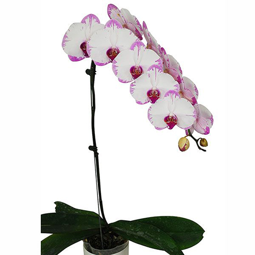 Phalaenopsis Pot Plant SRM0950 / 2