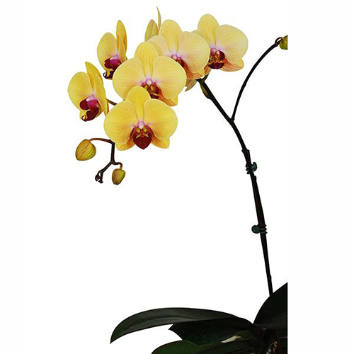 Phalaenopsis Pot Plant SRM0953 / 2