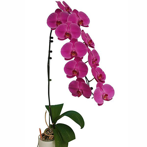 Phalaenopsis Pot Plant SRM0960 / 2