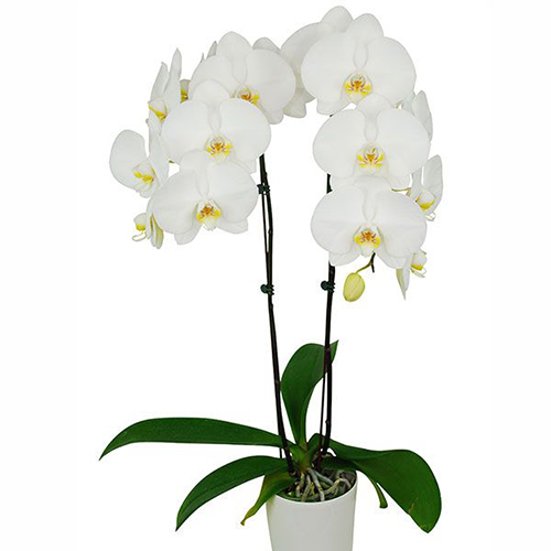 Phalaenopsis Pot Plant SRM1004 / 2