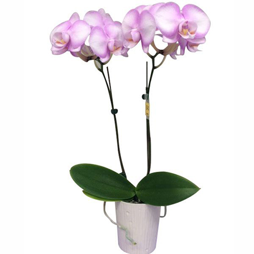 Phalaenopsis Pot Plant SRM1110 / 2