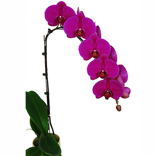 Phalaenopsis Pot Plant SRM1111 / 2